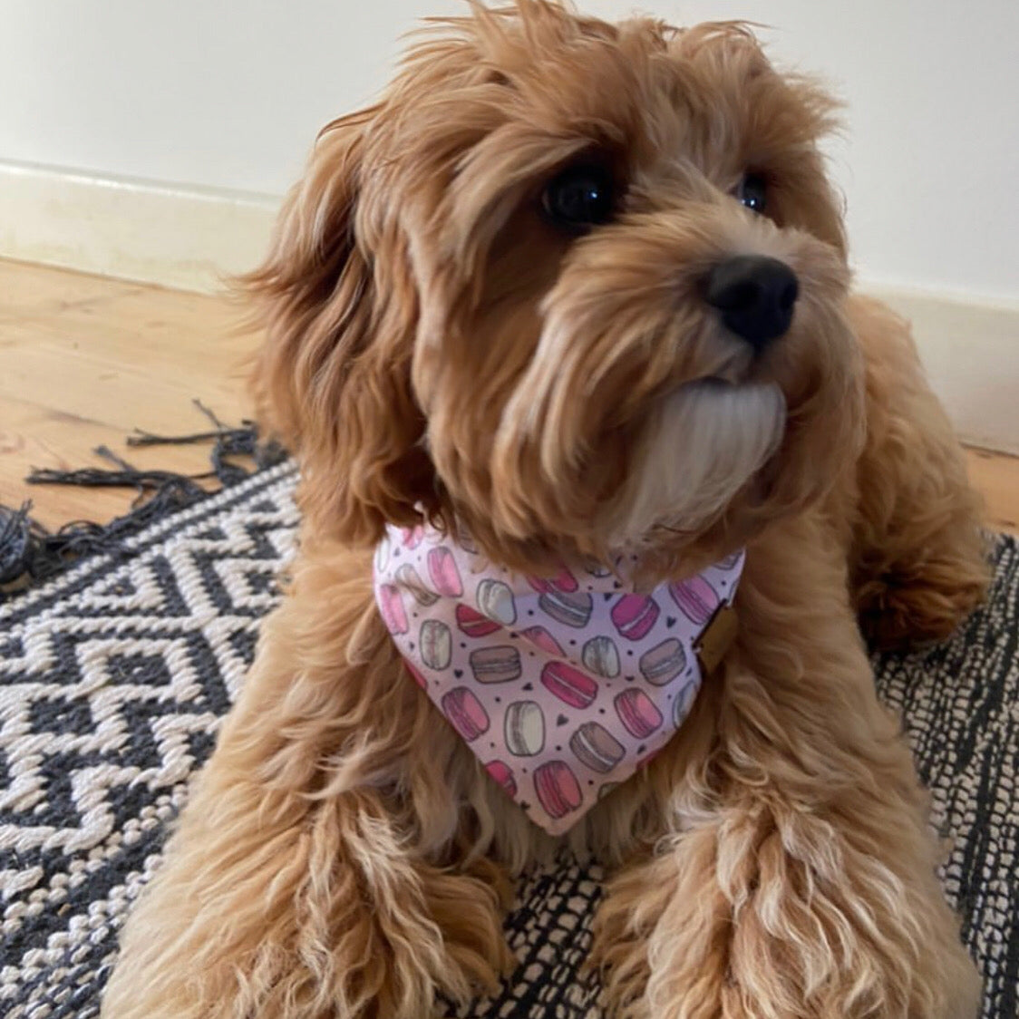Macaroons Bandana