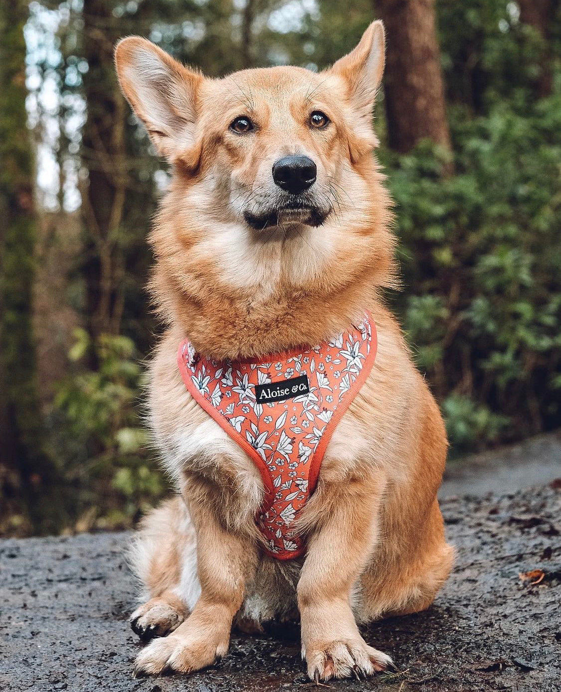 Adjustable Dog Harness - Little lilies