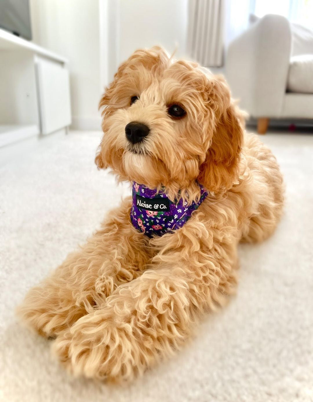 Adjustable Dog Harness - Purple Pansies