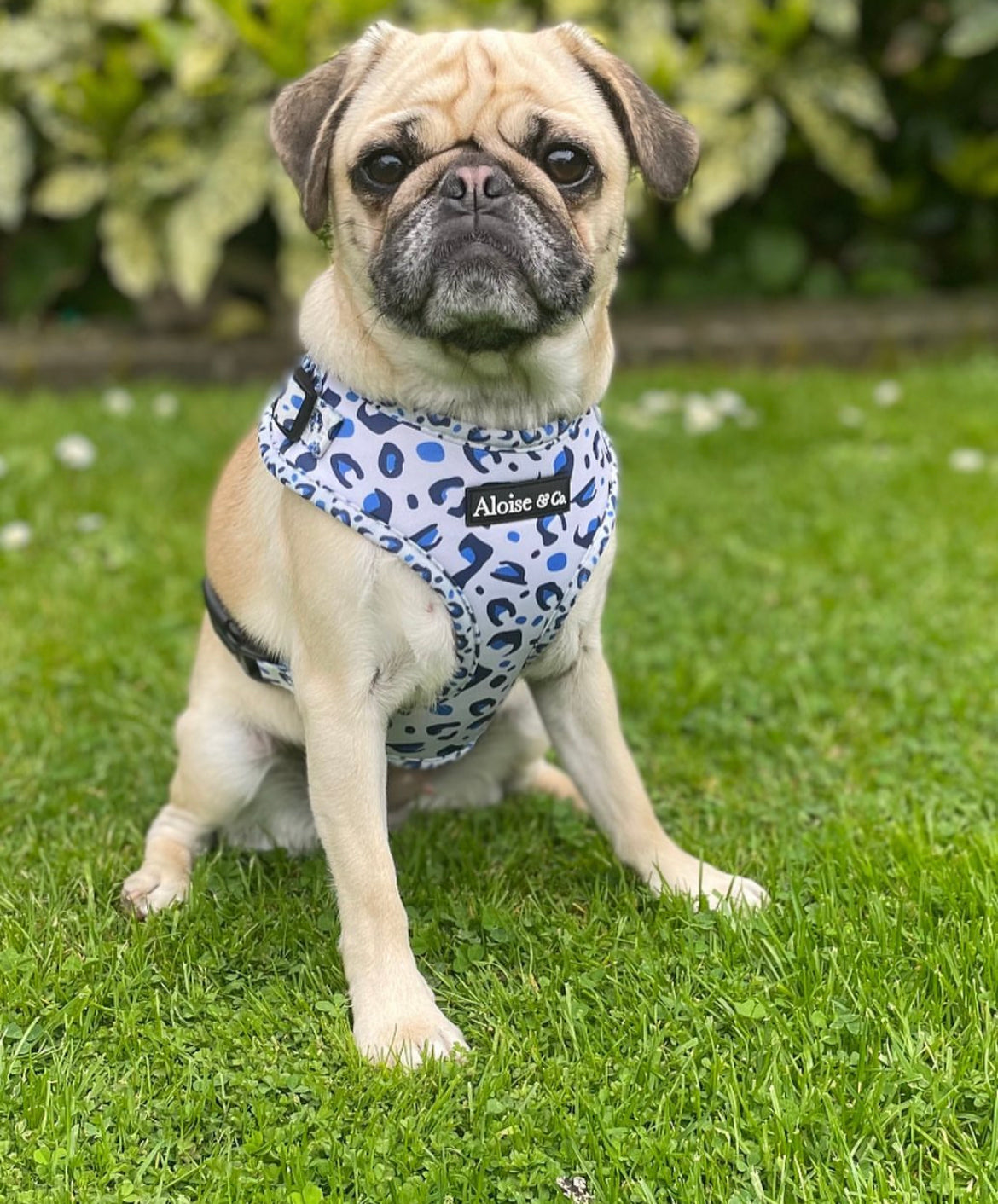 Adjustable Dog Harness - White Leopard