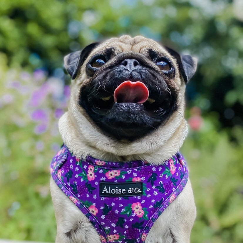 Adjustable Dog Harness - Purple Pansies