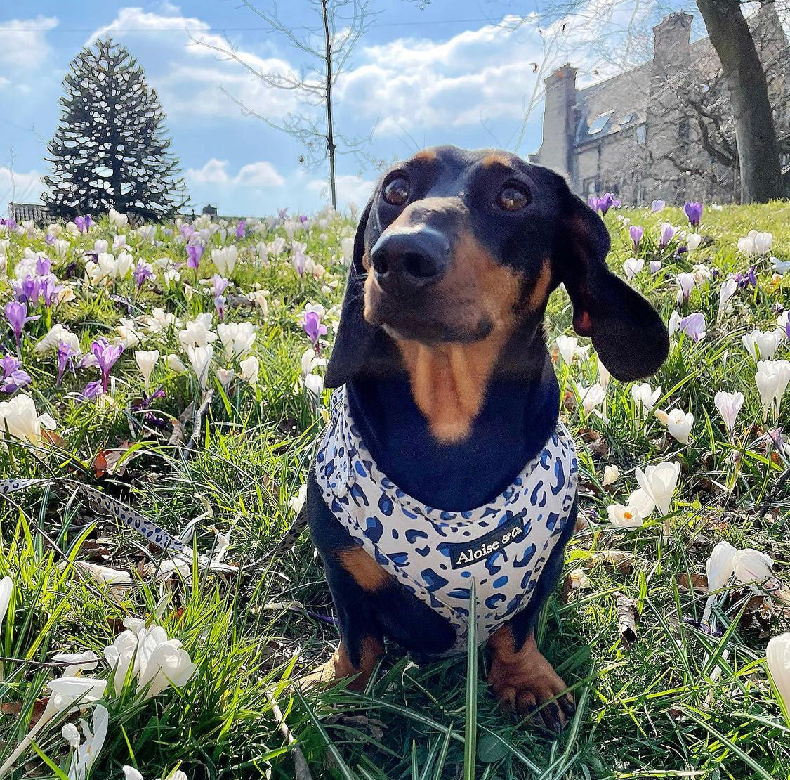 Adjustable Dog Harness - White Leopard