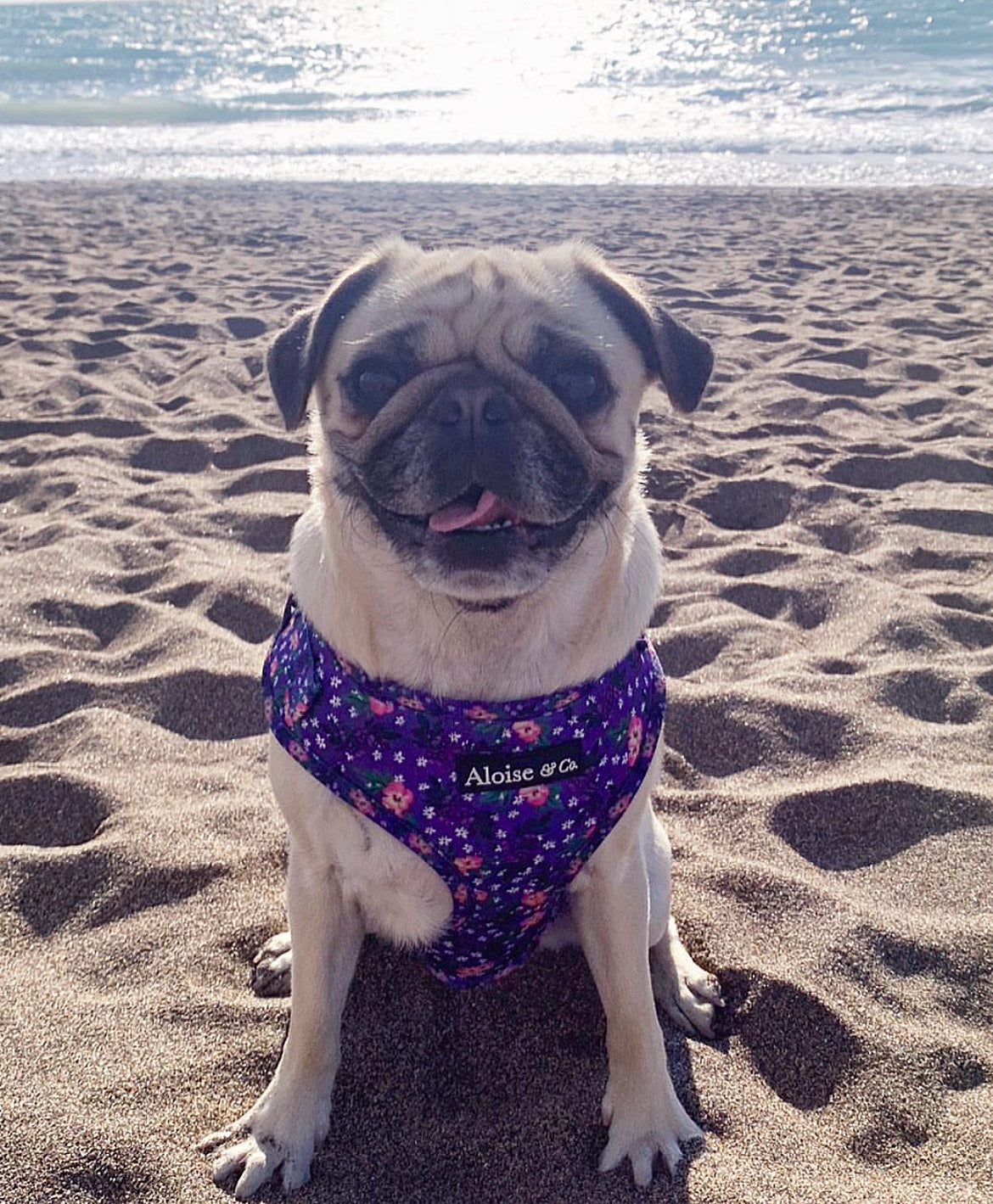 Adjustable Dog Harness - Purple Pansies