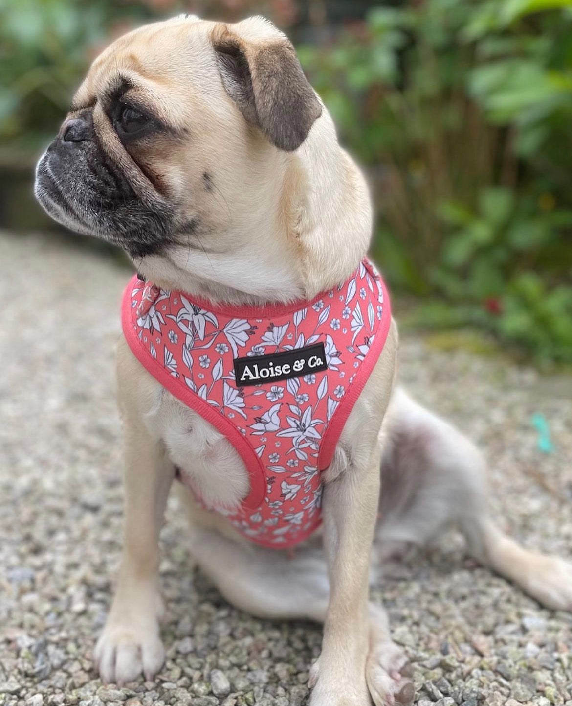 Adjustable Dog Harness - Little lilies