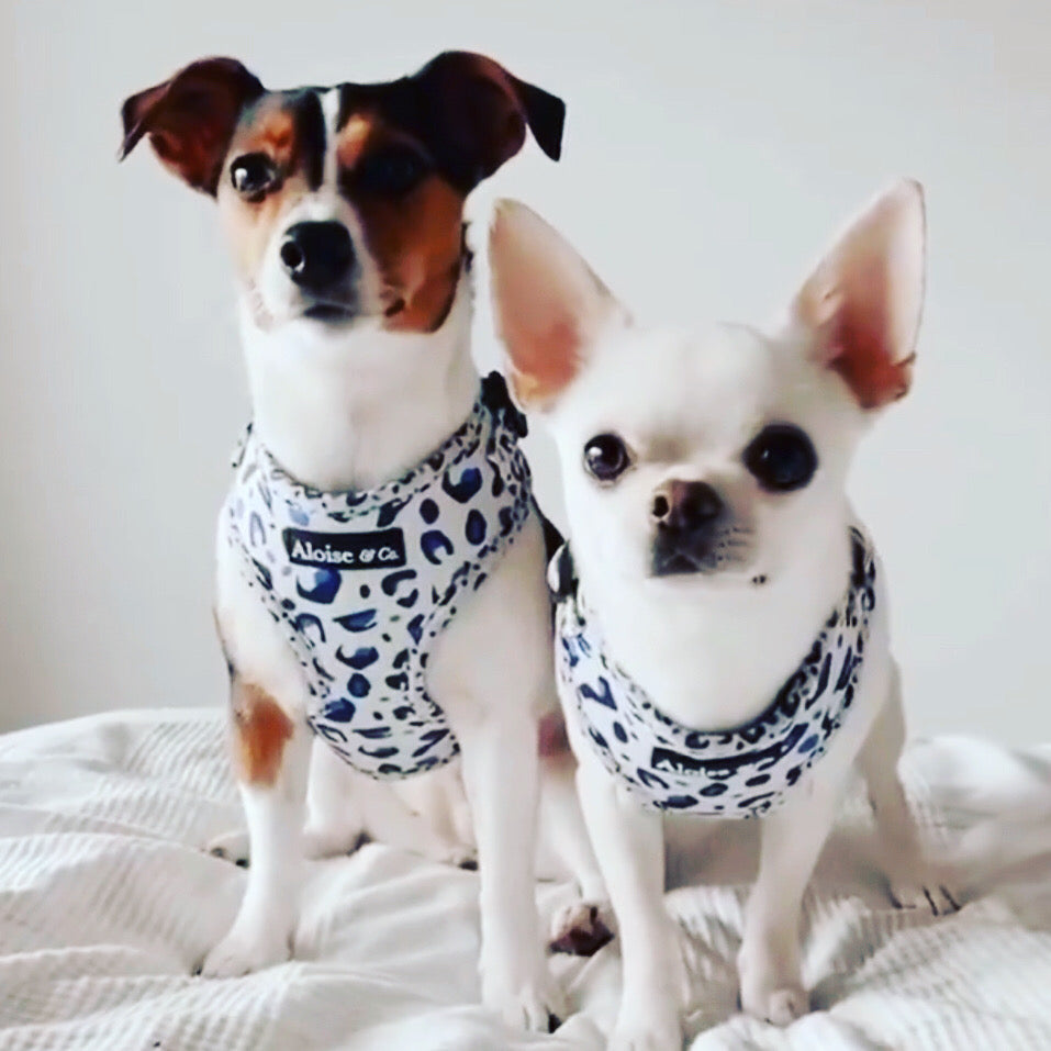 Adjustable Dog Harness - White Leopard