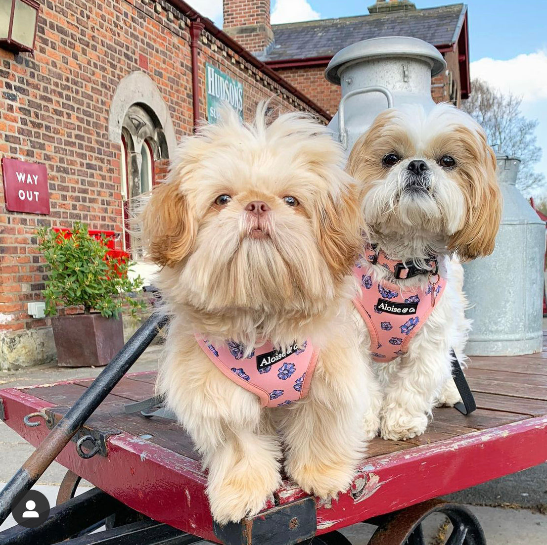 Adjustable Dog Harness - Blooming Blossom