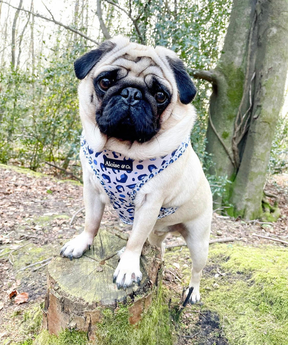 Adjustable Dog Harness - White Leopard