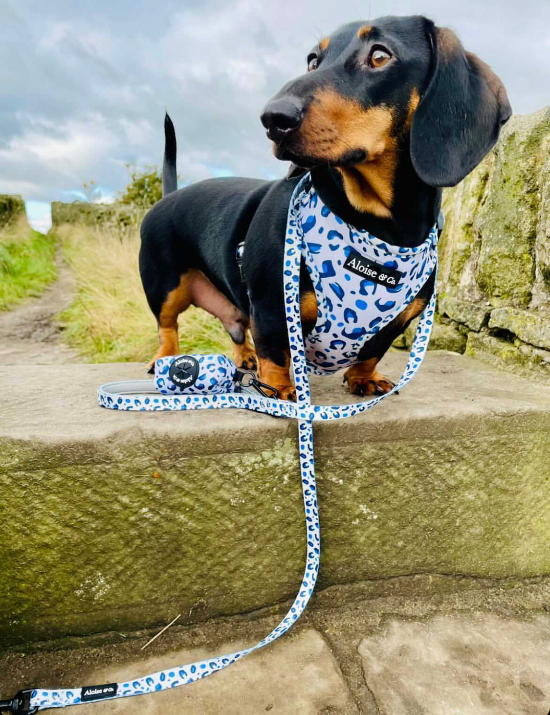 Adjustable Dog Harness - White Leopard