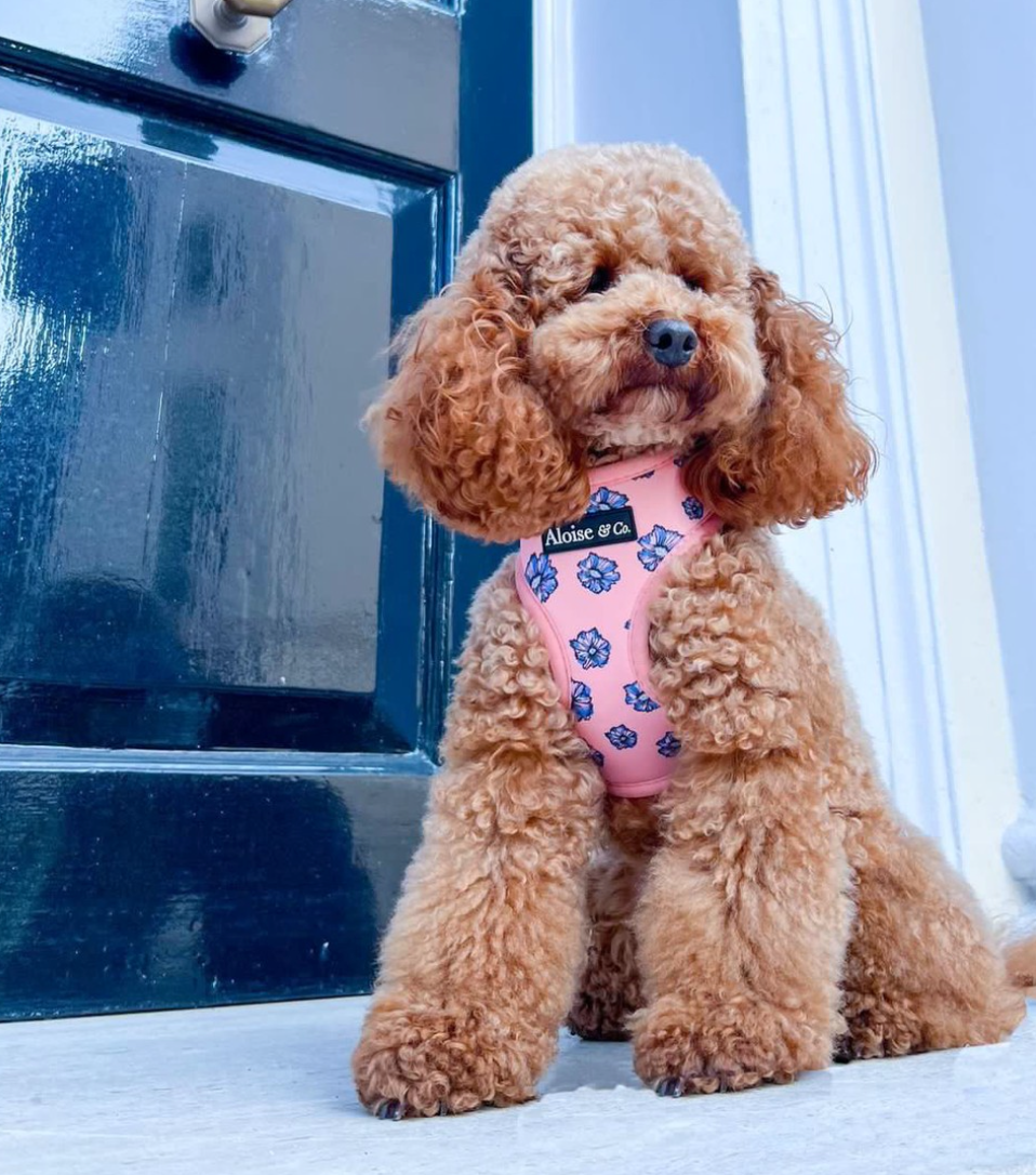 Adjustable Dog Harness - Blooming Blossom
