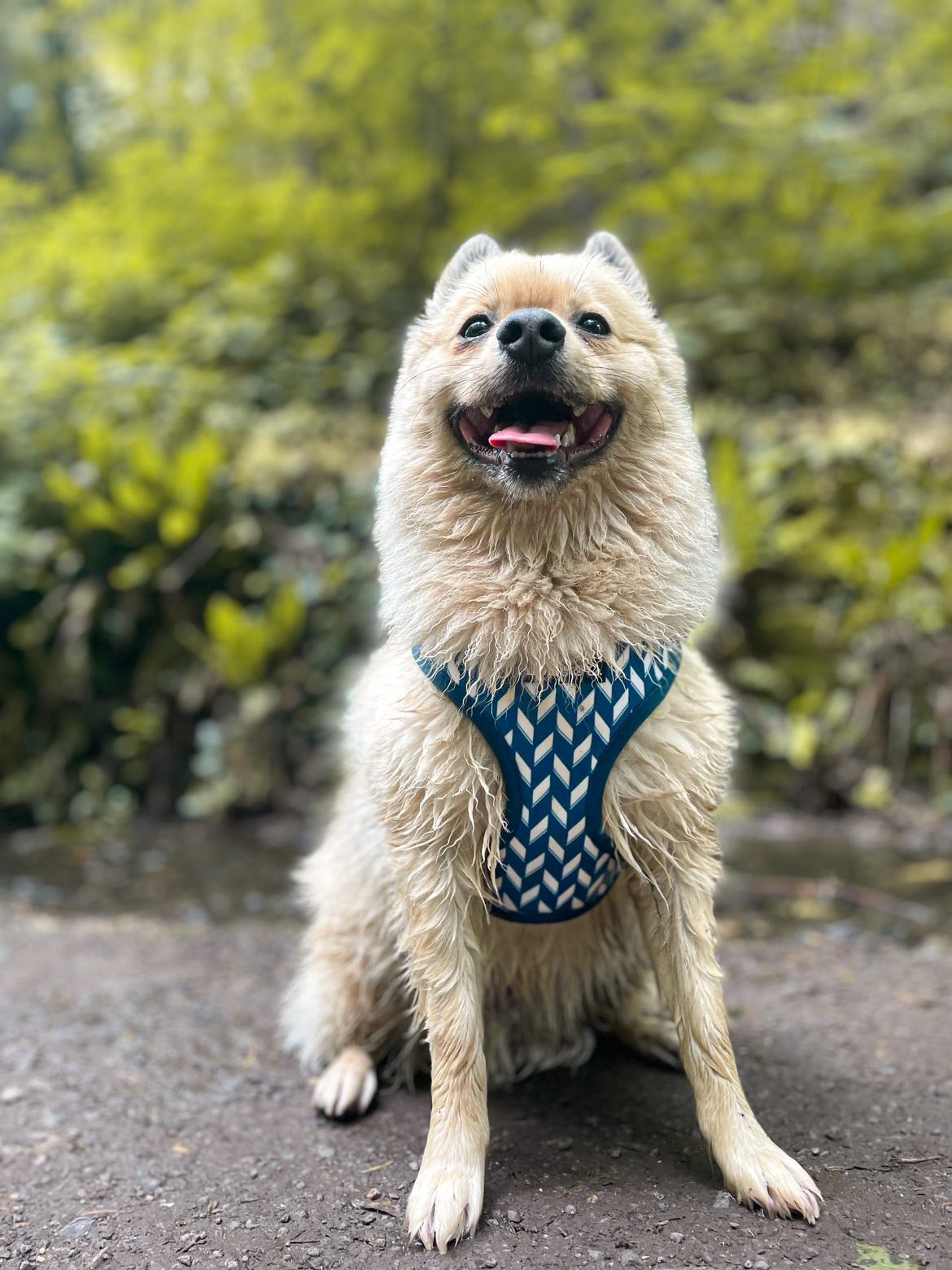 Adjustable Dog Harness - Handsome in Herringbone
