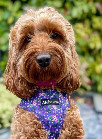 Adjustable Dog Harness - Purple Pansies